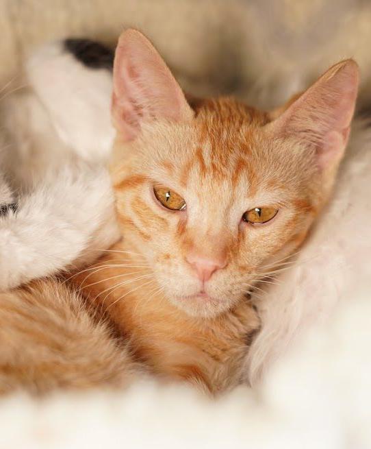Adopt a friend: Simba